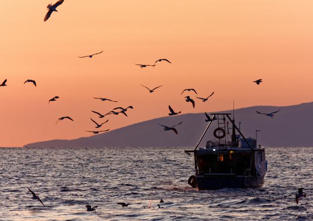 Fishing boat on the water with a sunset behind it and birds flying around the boat.