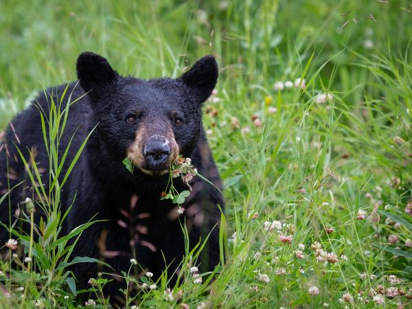 black bear with flowers in its mouth in a green field